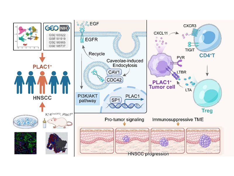 附屬九院何悅團(tuán)隊(duì)在頭頸鱗癌個性化治療研究中取得新進(jìn)展